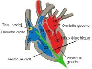 comment fonctionne le coeur humain