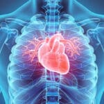 Le système cardiovasculaire : comprendre son fonctionnement