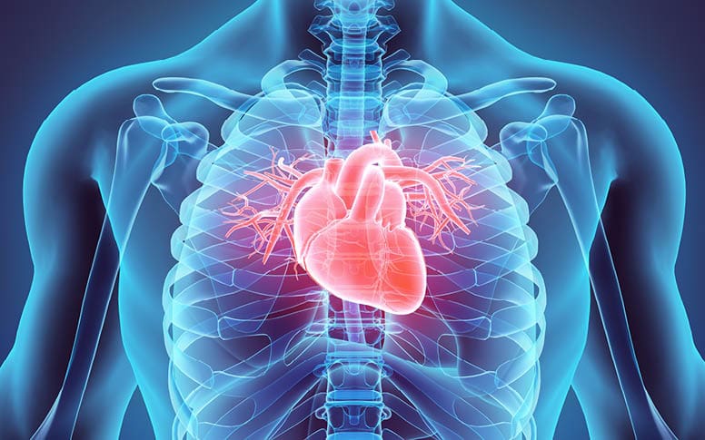 Le système cardiovasculaire : comprendre son fonctionnement