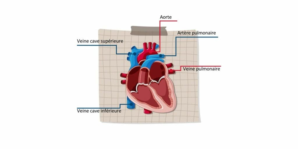 Schéma du réseau sanguin situé au niveau du cœur. 